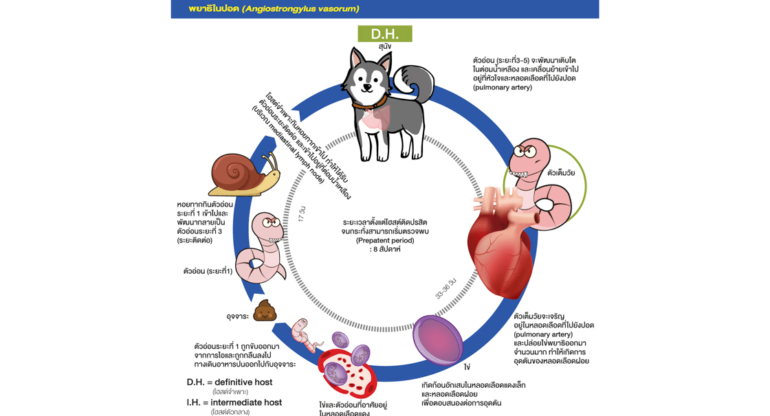 Lungworm cycle dog