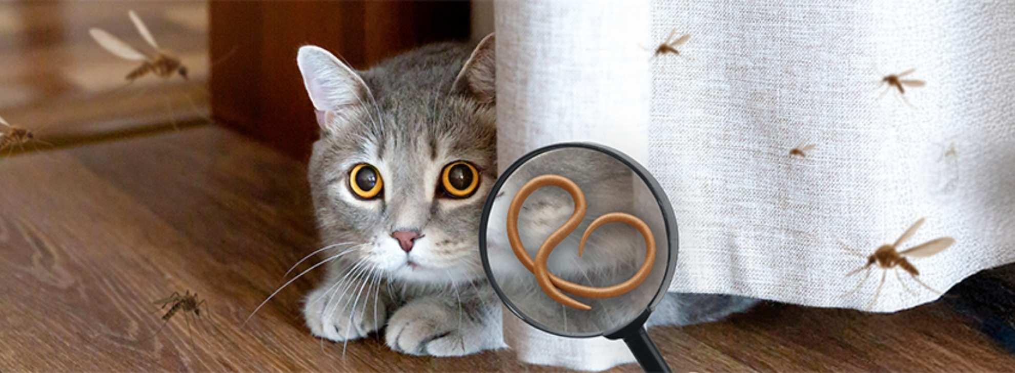 NextCheck Banner Cat Mosquito