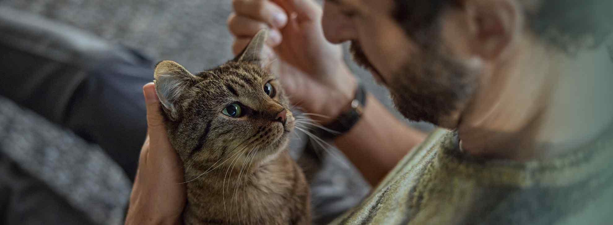 Cat Main image desktop