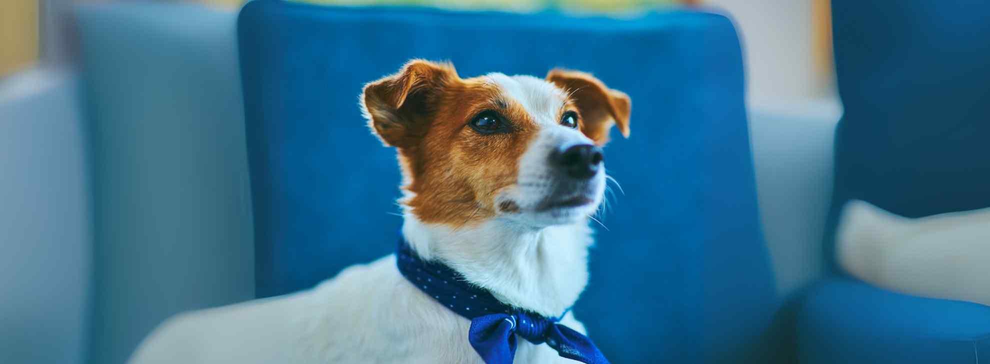 Dog Jack Rusell with blue collar