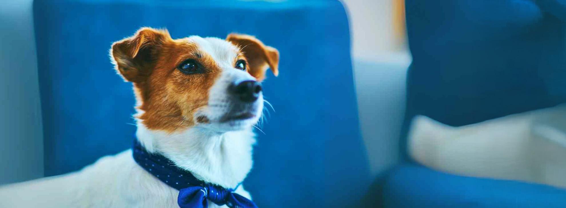 หมาเเจ๊ค SpectraForDog-สุนัข NexGardSpectra​