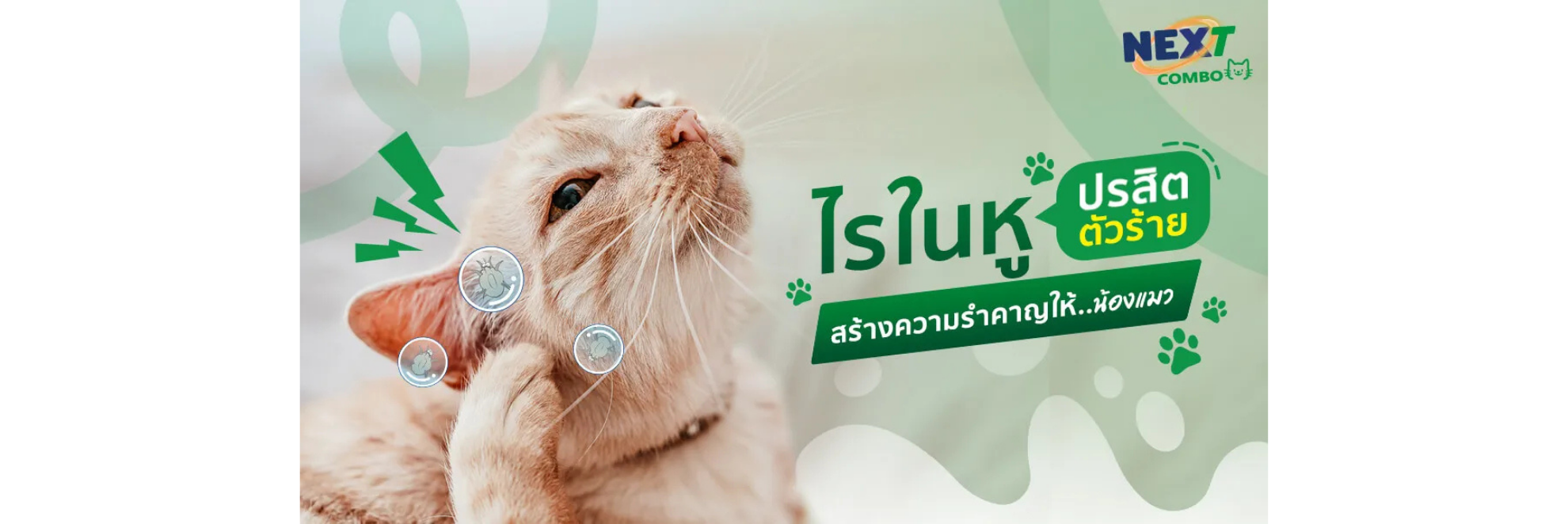 ไรหู