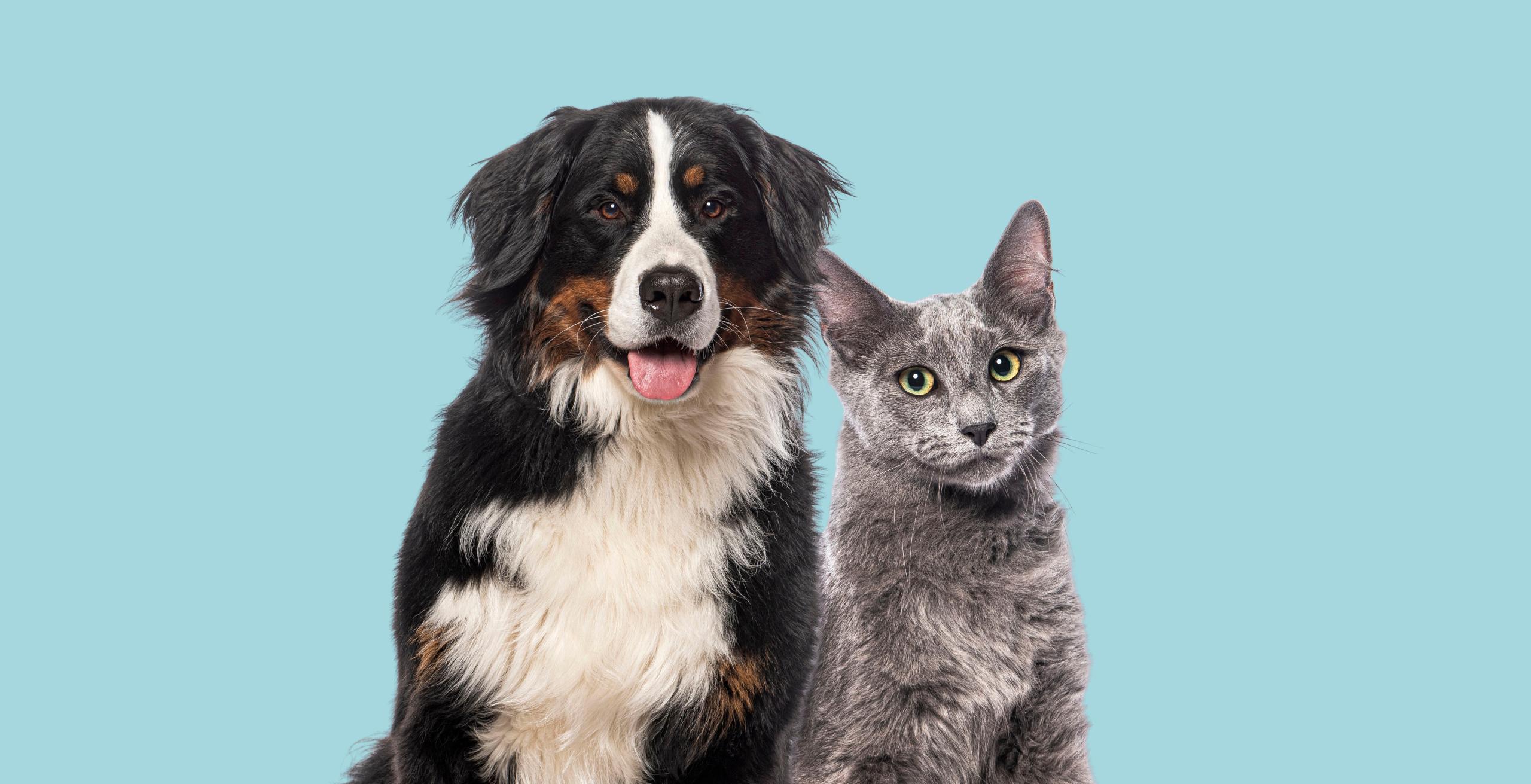 catdog