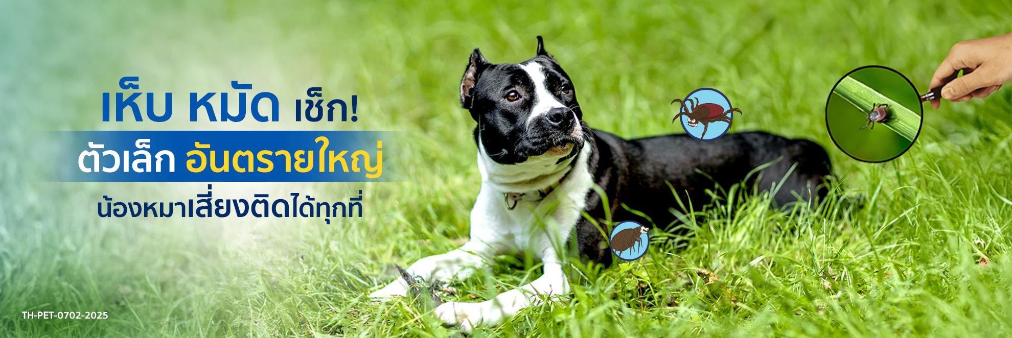 pic Cover Long Form เห็บ หมัดเช็ก! ตัวเล็ก อันตรายใหญ่_1980x662_FN.jpg