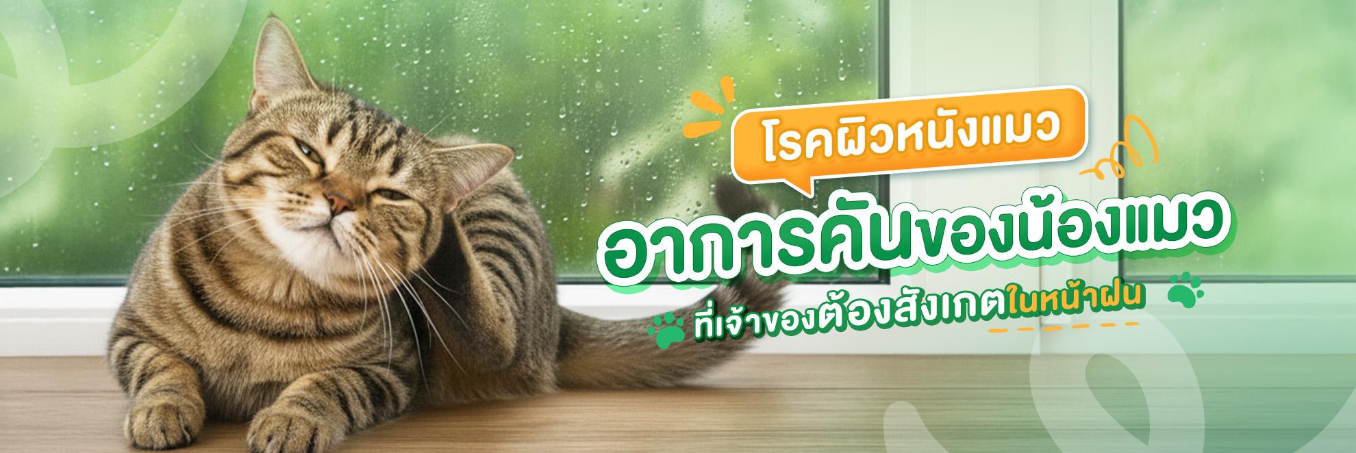 pic Cover Long form โรคผิวหนังแมว อาการคันของน้องแมว_ ที่เจ้าของต้องสังเกตในหน้าฝน_1980x662.jpg