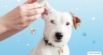 Ear Mites