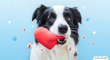 Heartworm in dog