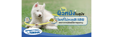 โรคผิวหนังในสุนัข โรคที่ไม่ควรละเลย หากปล่อยไว้อาจลุกลาม.png