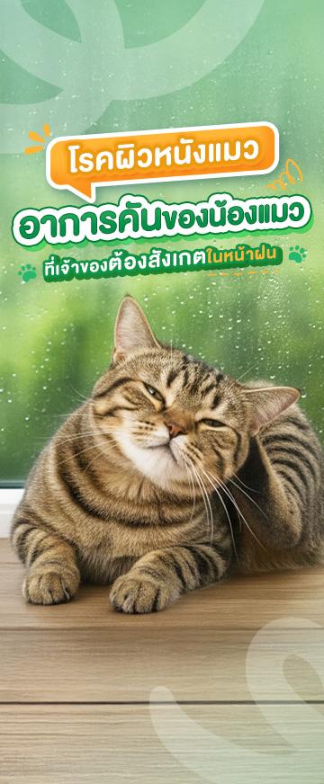 pic Cover Long form โรคผิวหนังแมว อาการคันของน้องแมว_ ที่เจ้าของต้องสังเกตในหน้าฝน_360x872.jpg