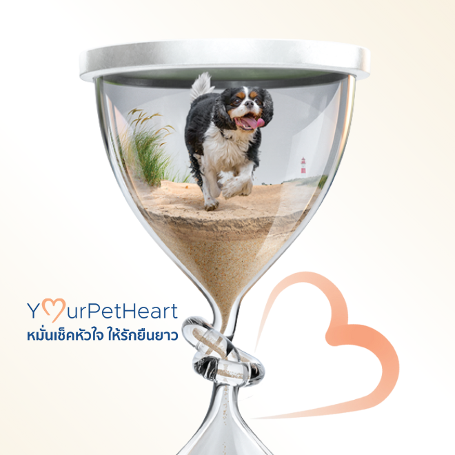 Your Pet Heart 660x660