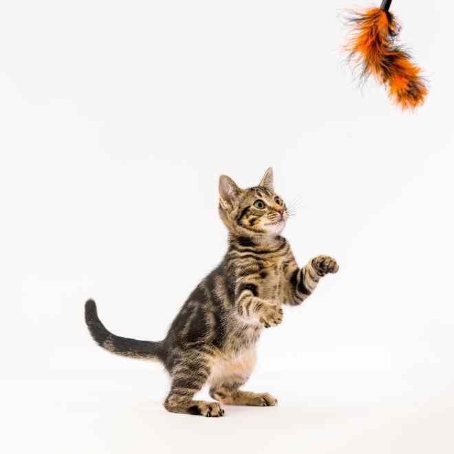 Risk of cat to parasite